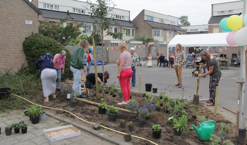 <p>Wethouder Van de Scheur helpt mee plantsoen te herplanten. (foto: Peter Hendriks)</p>