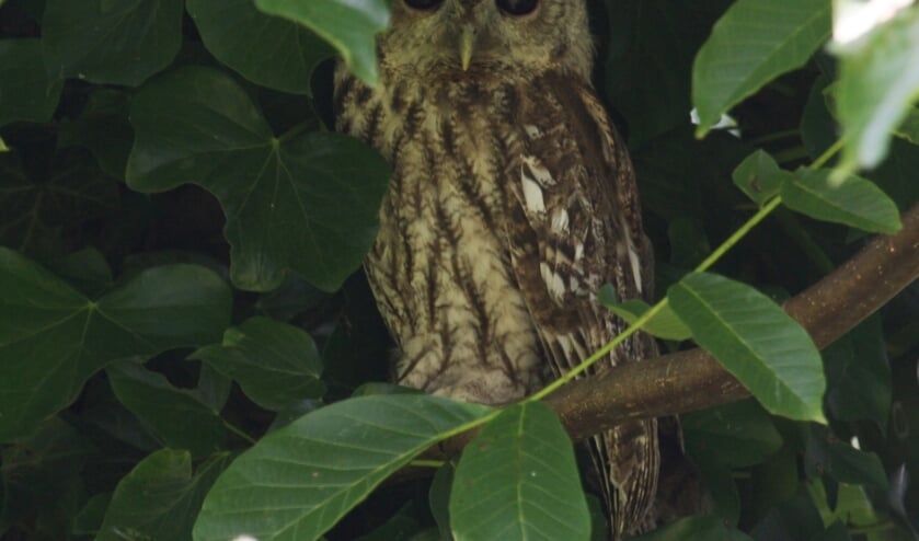<p>22 augustus 2015 Kesteren. Bosuil (wat een prachtige zwarte ogen) overdag waargenomen, schuilend in Notenboom begroeid met klimop. (foto: Henk Van Der Kooij)</p>