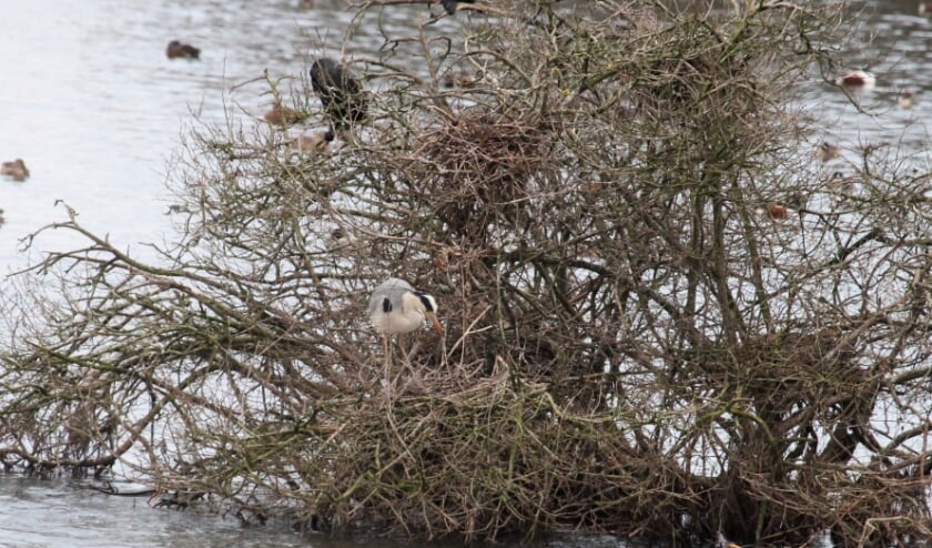 <p>30 dec. 2021. Blauwe Kamer. Een betrokken Aalscholver bovenin en een nestbouwende Blauwe Reiger onderin.. Op de vage achtergrond veel bruinwitte Slobeenden. (foto: Henk van der Kooij)</p>