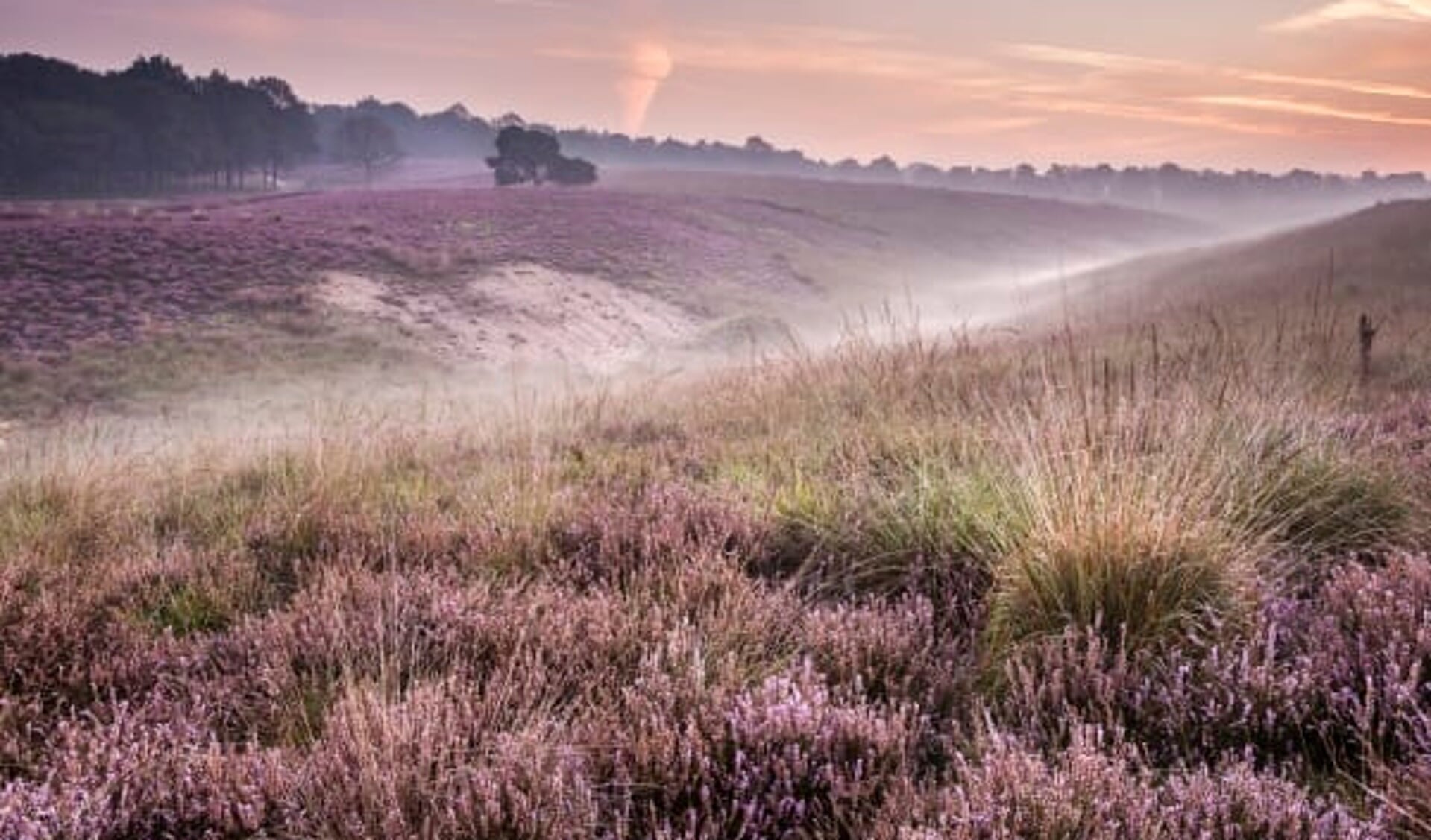 Mookerheide. 