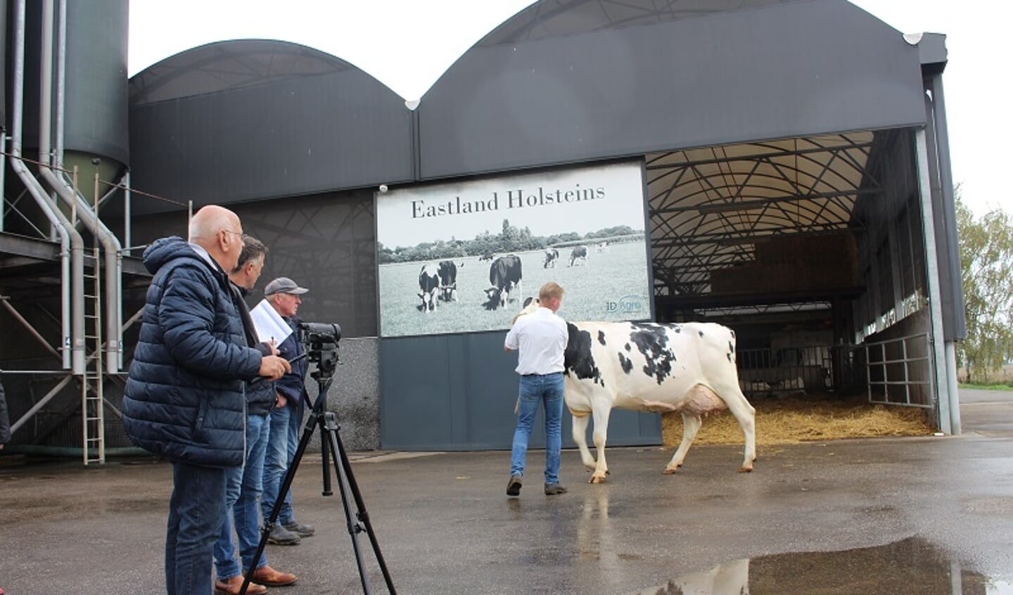 Vincent Oosterink toont zijn koe Rusty voor het oog van de jury en de cameraman.