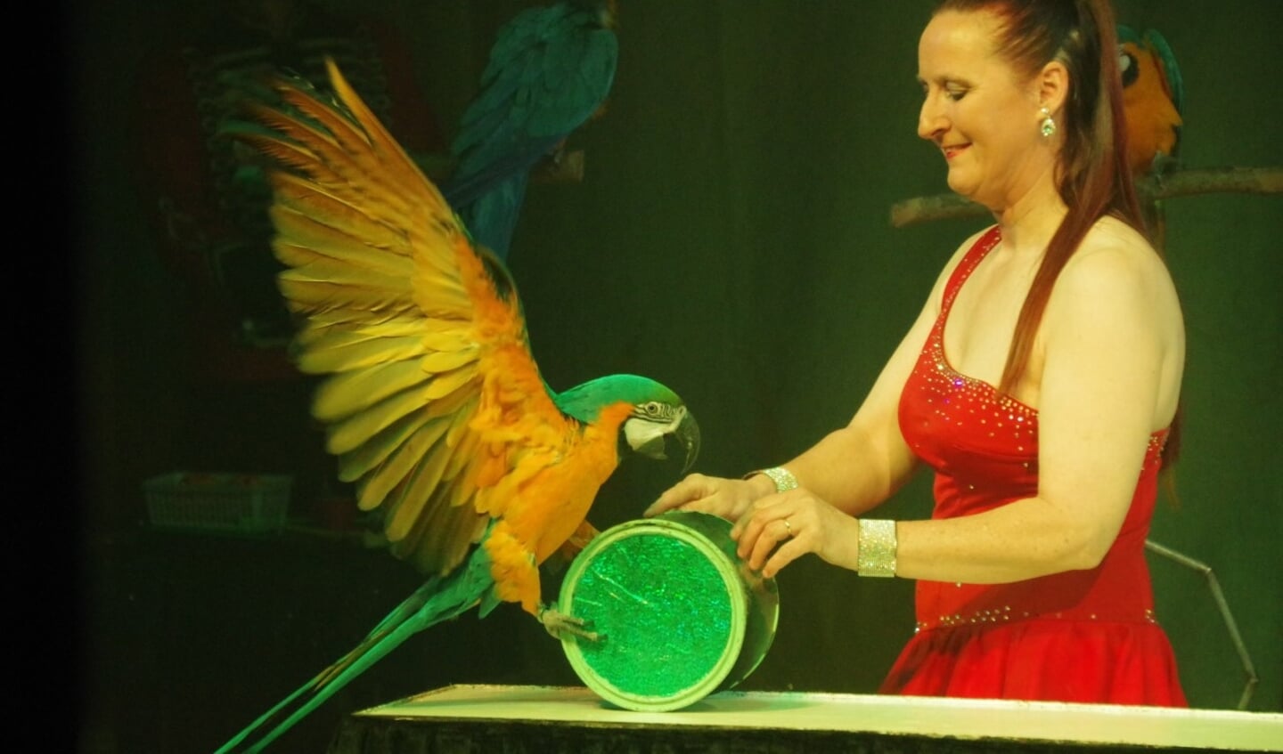 Een act met papegaaien in Circus Bolalou.