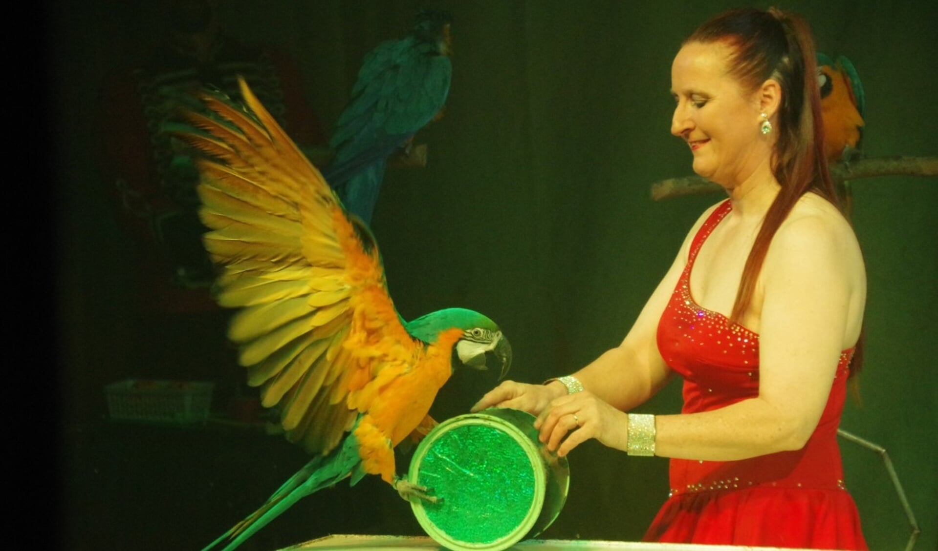 Een act met papegaaien in Circus Bolalou.