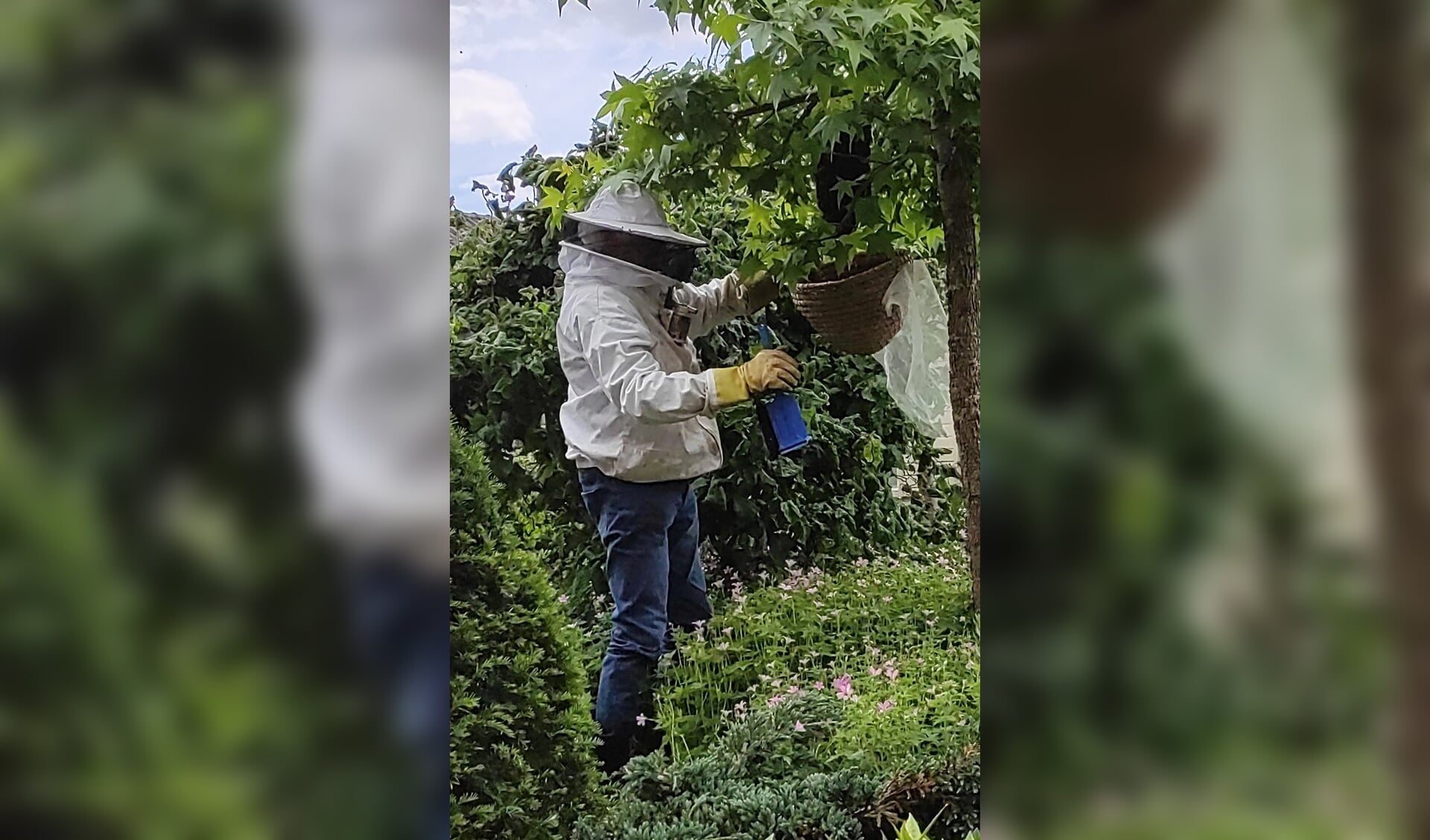 Zwerm bijen in Rhenen. (