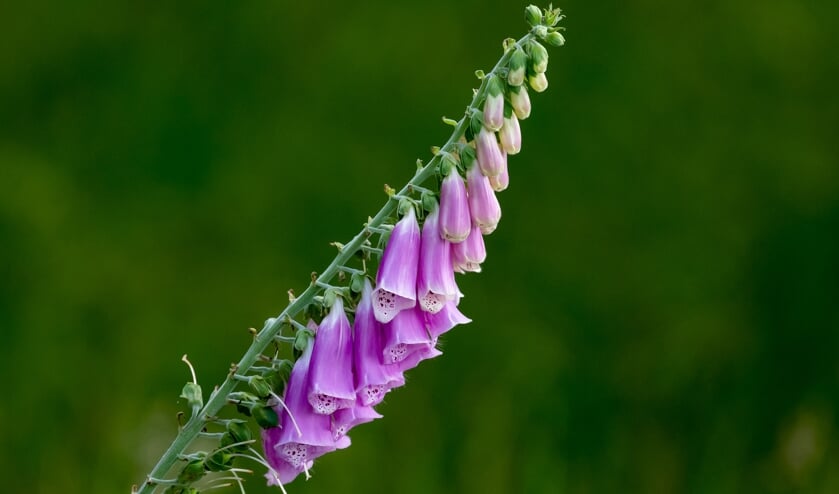 <p>Vingerhoedskruid. </p>