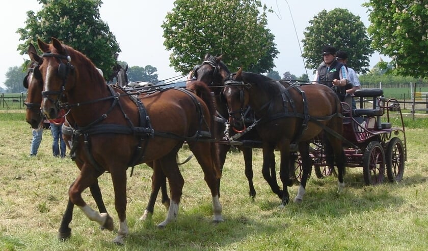 <p>Een vierspan. Twee leden hebben hun paarden in een vierspan gezet. </p>