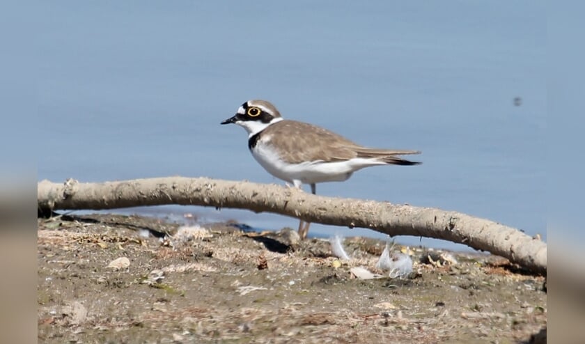 <p>9 mei Ochten. De goudgele-ring-vogel is weer in de Buitenpolder waar te nemen. </p>