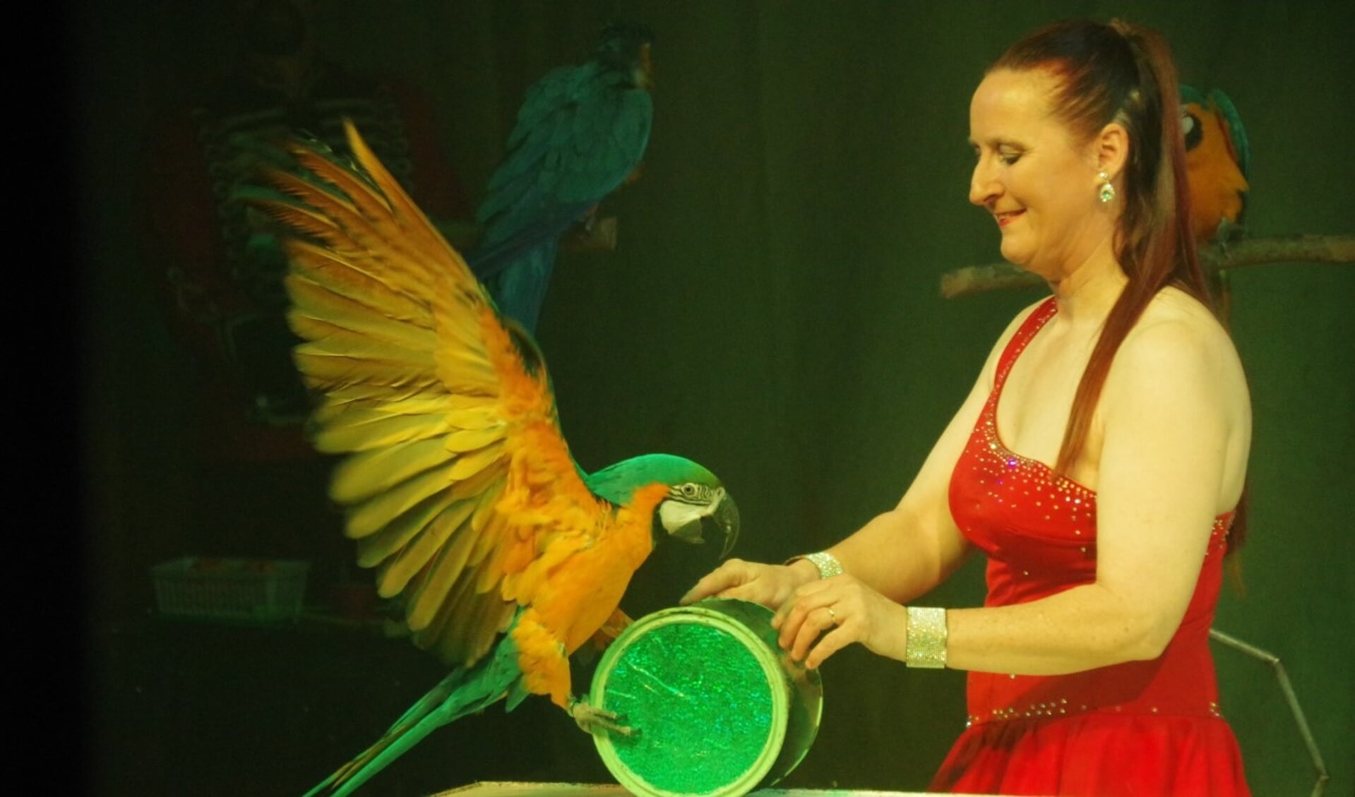 Een act met papegaaien in Circus Bolalou.