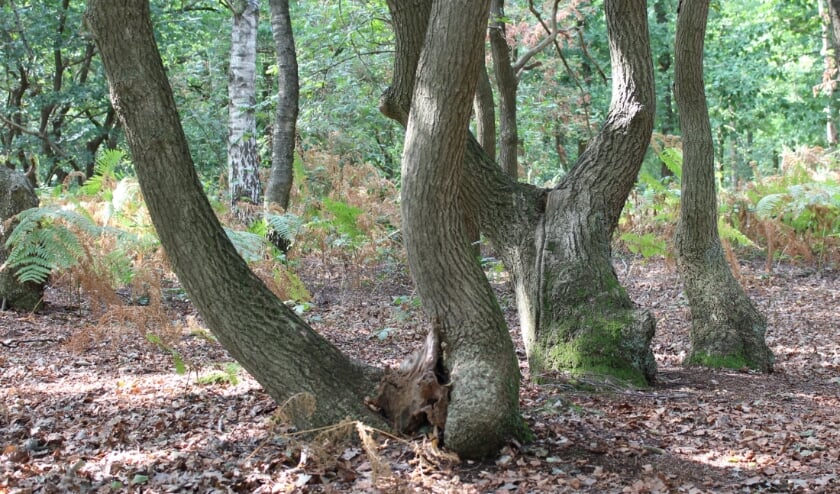 <p>Dansende bomen op de Grebbeberg. </p>