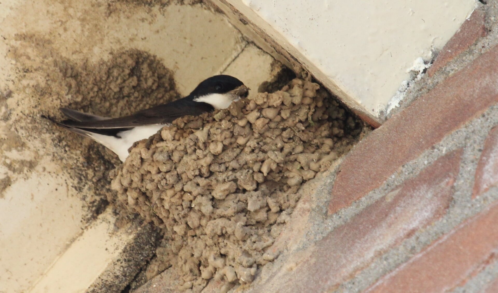 16 juni 2022. Een kunstig-nest-bouwende Huiszwaluw onder een balk van De Notenbalk. Huiszwaluw.