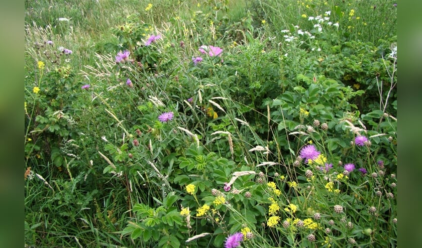 <p>Bloeiend of groen, vaak goed eetbaar. </p>