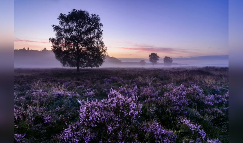 <p>Bloeiende heide.</p>