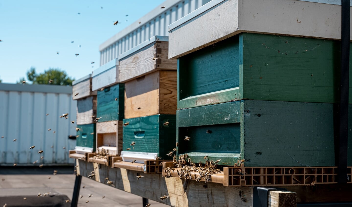 De eerste bijen zijn al volop aan het werk in de Nijmeegse Kanaalhavens. 