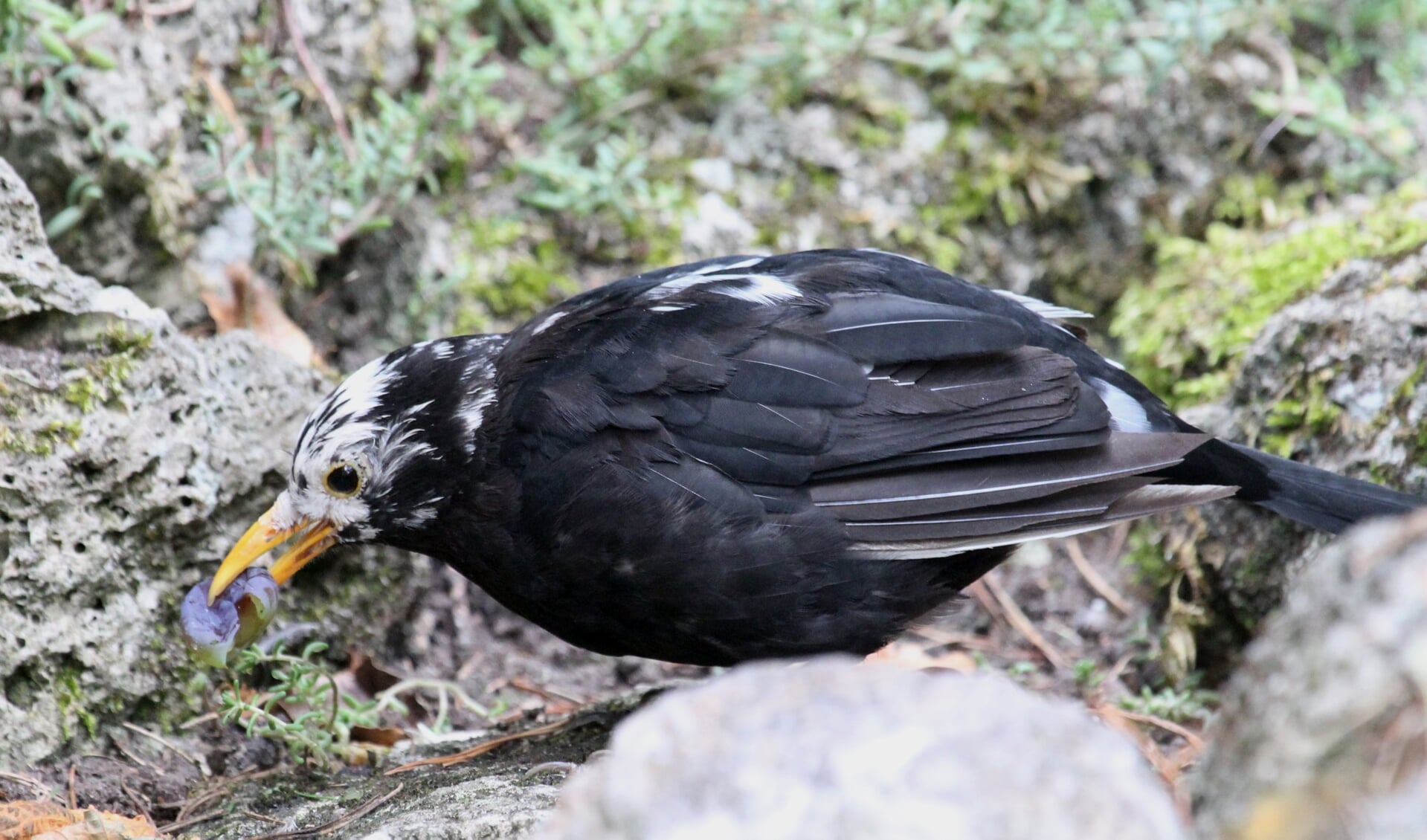 17 aug. 2022. Een zwart Merelmannetje met opvallend witte veren doet zich bescheiden tegoed aan een druif.