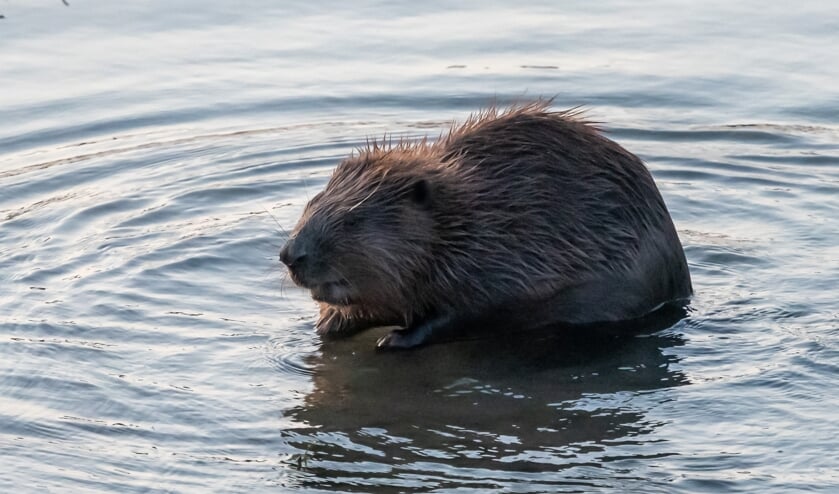 Bever. (foto: Herman Hendriks)