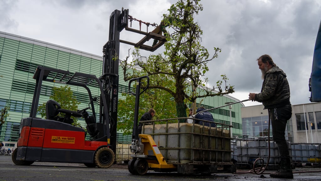 Eerder dit jaar kregen bomen tijdelijk een plek op de campus in Nijmegen. 