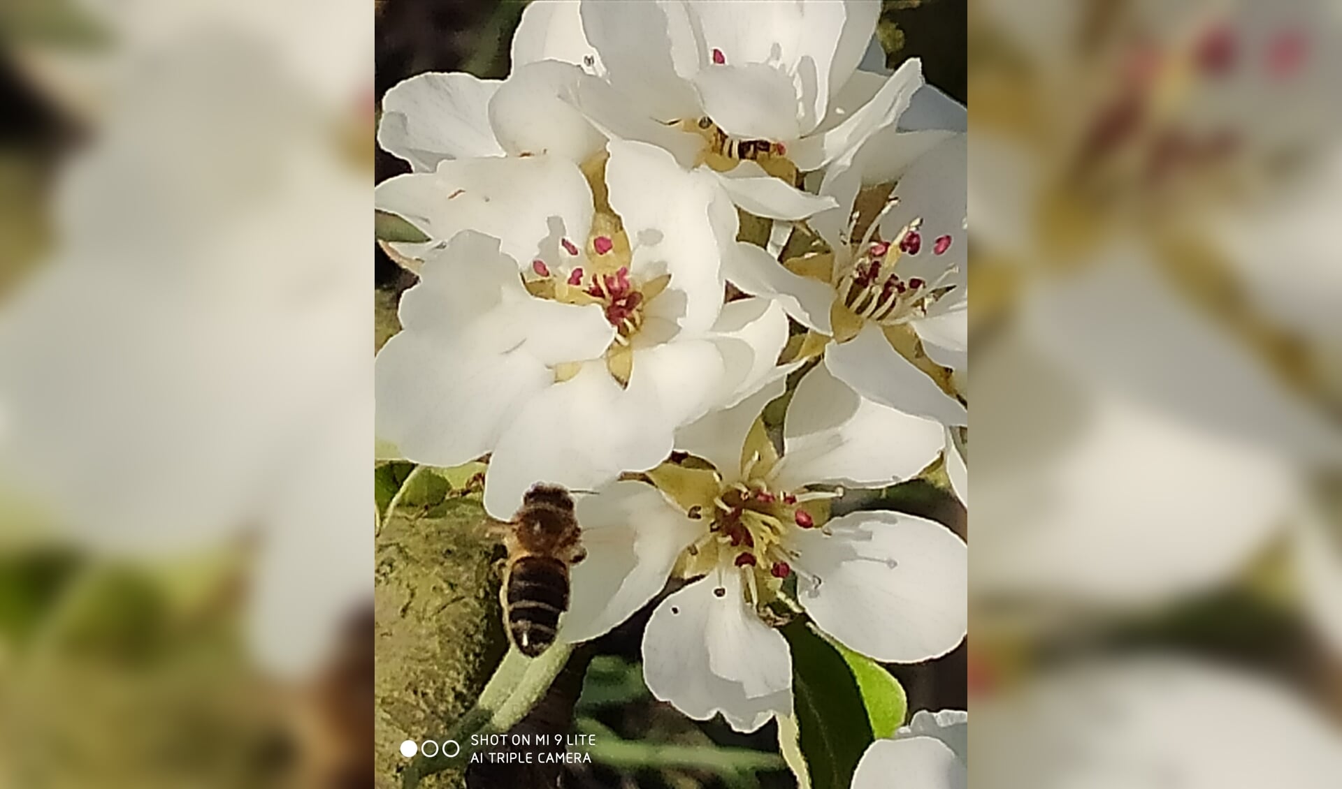 Bijen bestuiven fruitbomen in de Betuwe. 