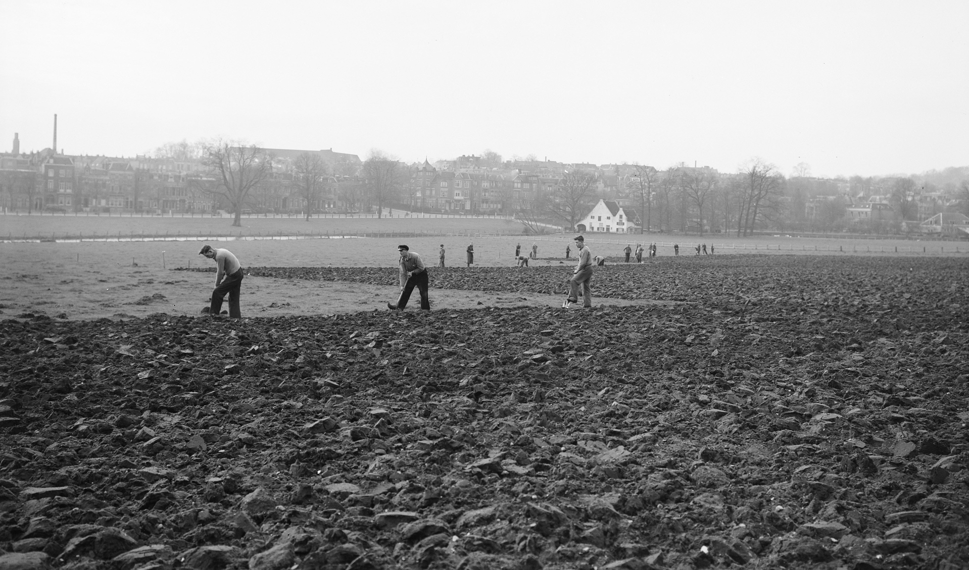 De Grote Weide van Sonsbeek wordt omgeploegd tot een akker voor nieuwe volkstuintjes, december 1941.
