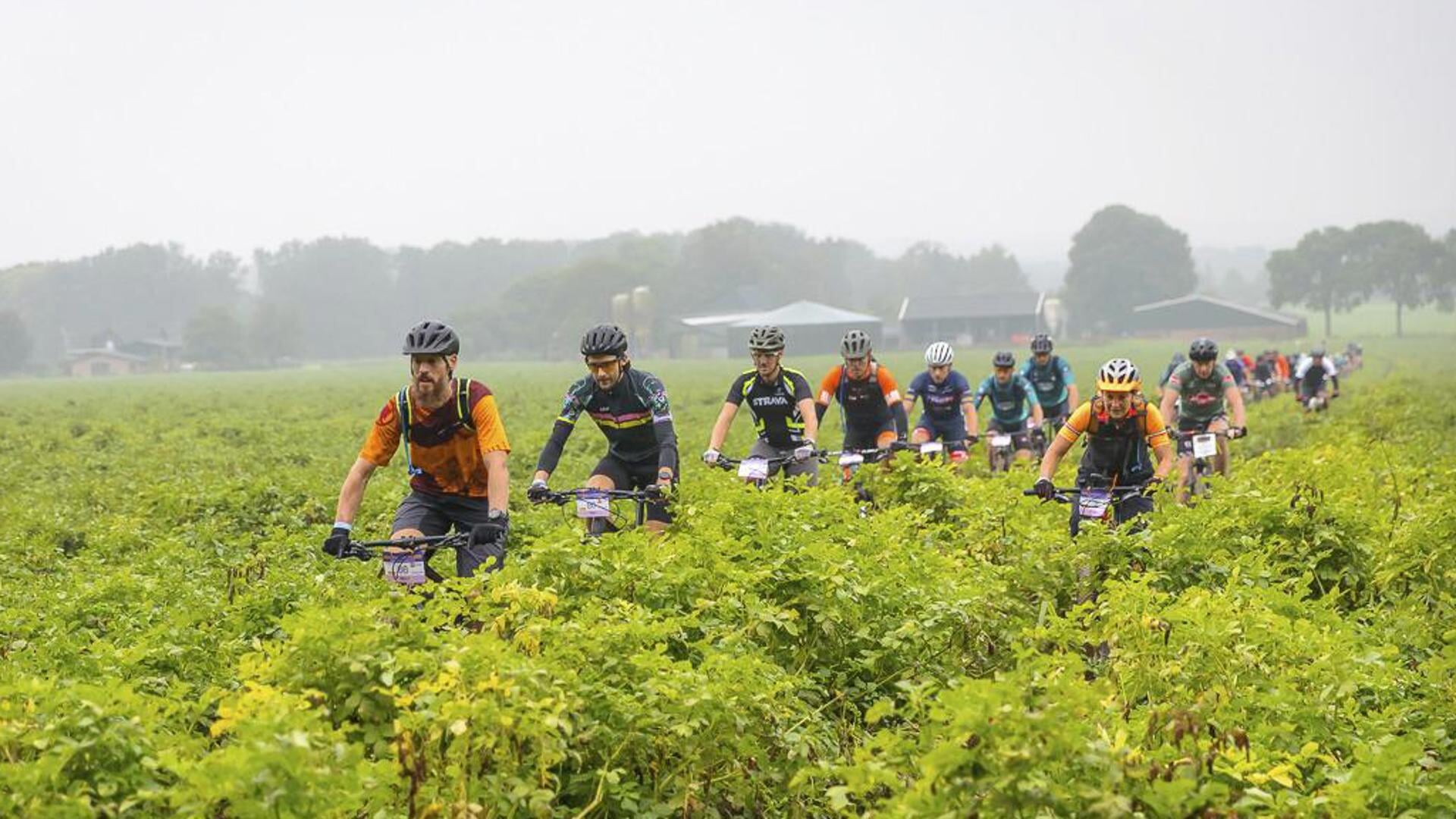Mountainbikers crossen door een aardappelveld heen in Groesbeek. (foto: Connie Sinteur)