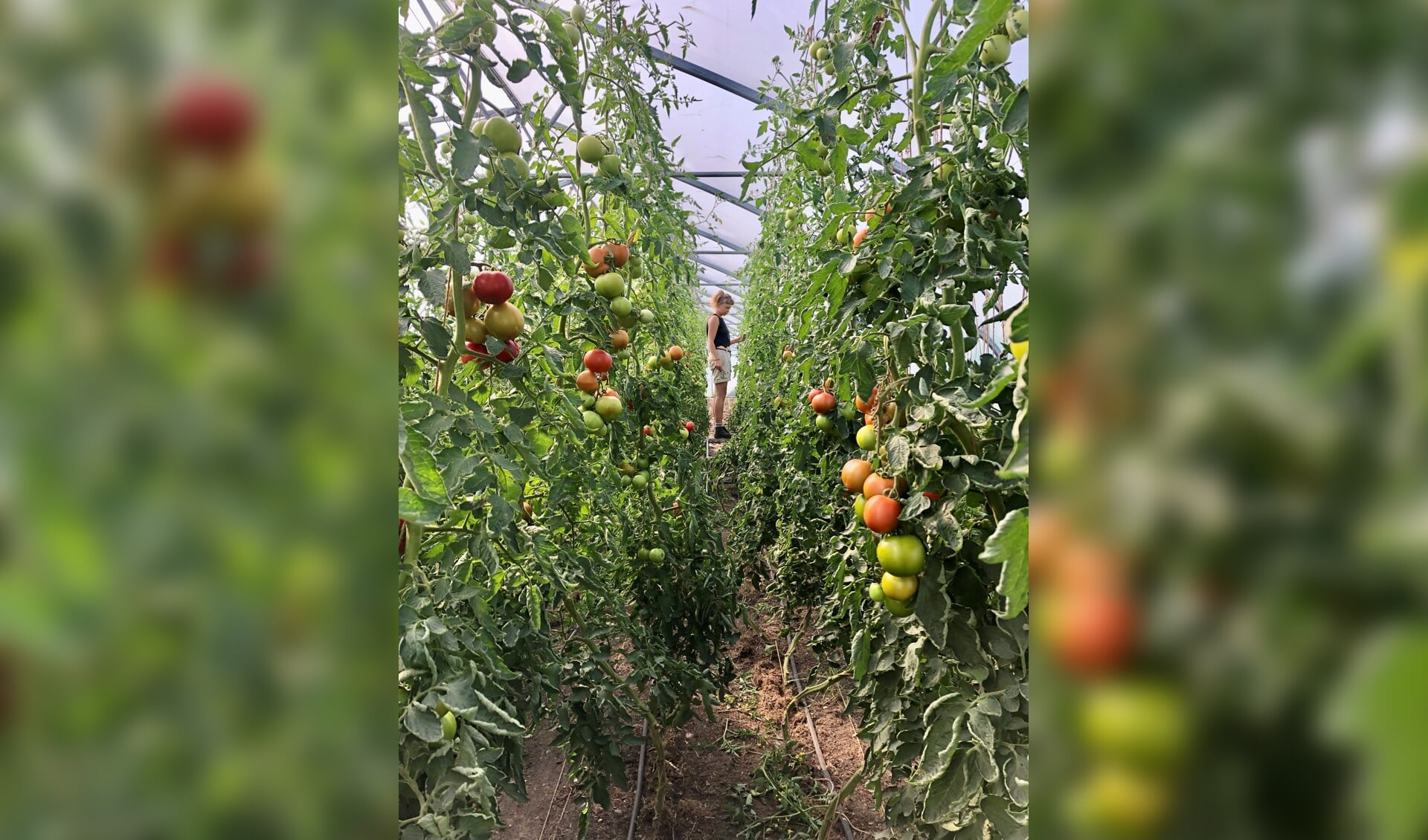 Tomaten plukken in de kas