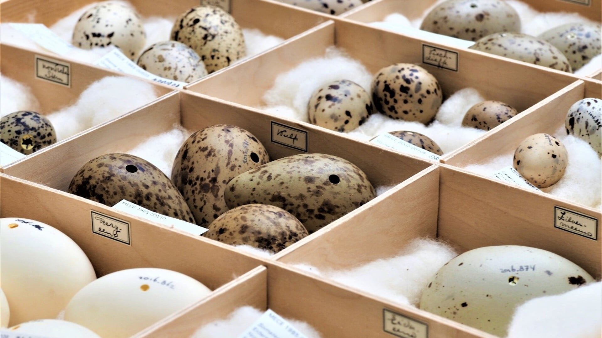 Eieren uit de natuurhistorische collectie van museum De Bastei. 