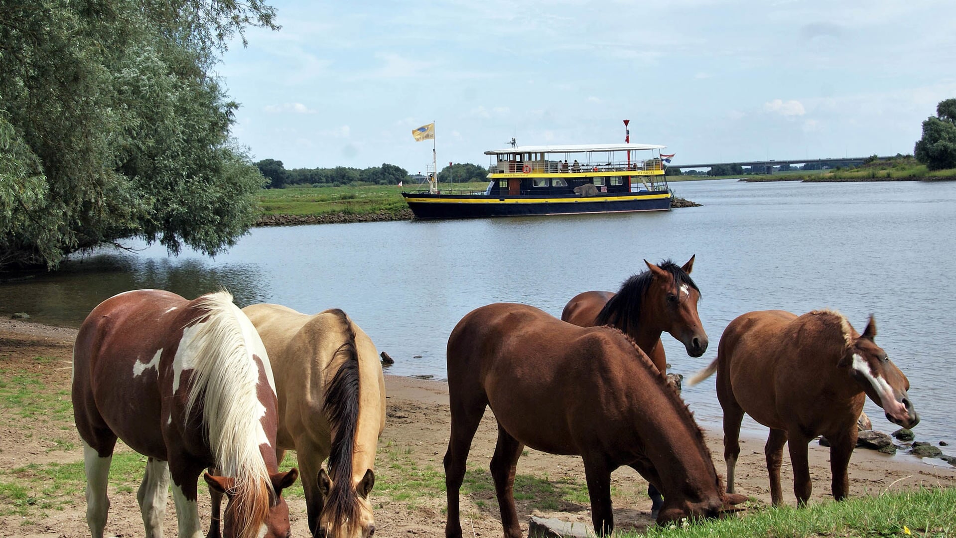 De Blauwe Bever aangemeerd bij de Jufferswaard met de grazende paarden op de voorgrond. 