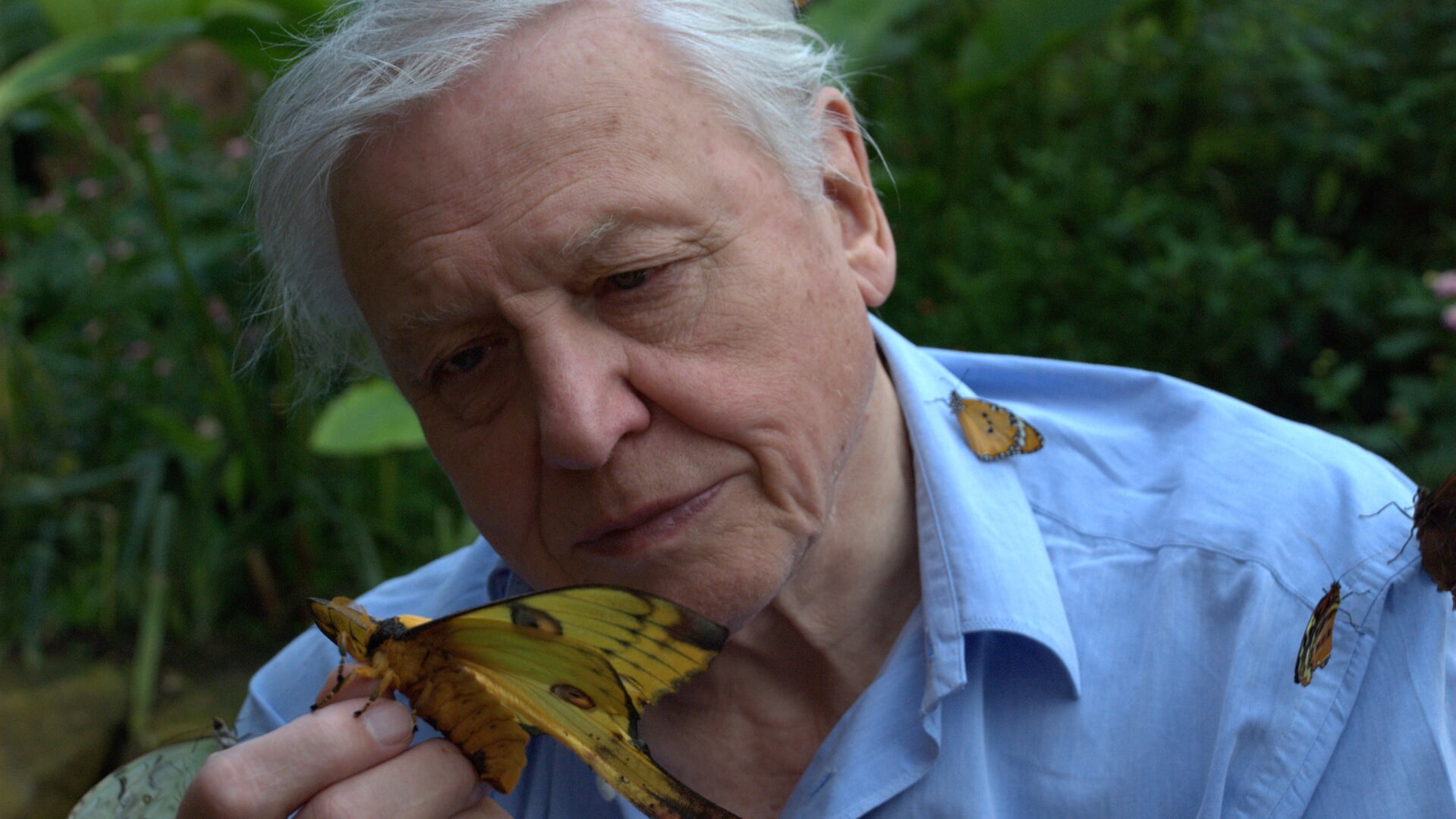 Still uit 'First Life' met Sir David Attenborough.