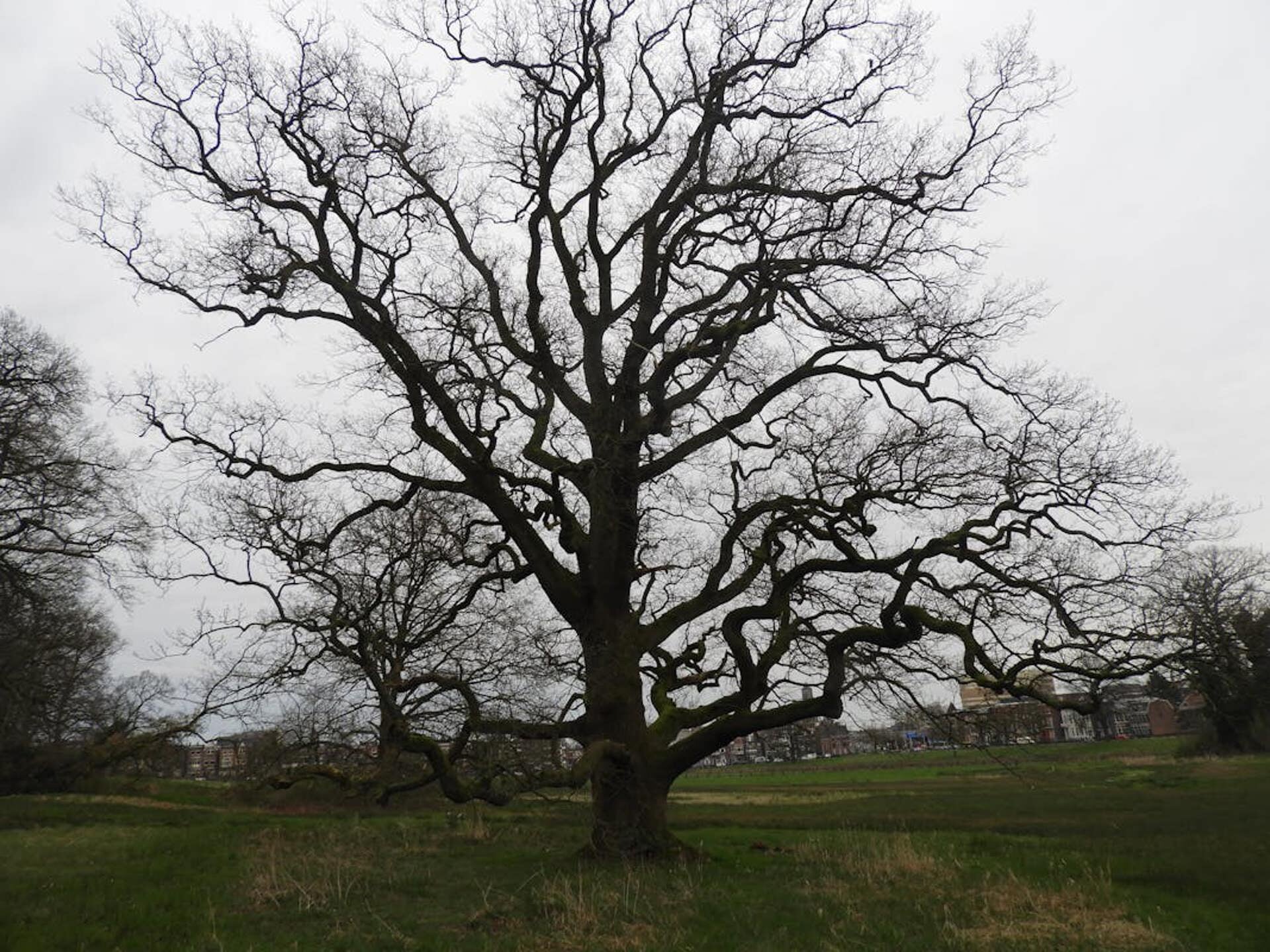 De oude eikenboom in het Sonsbeekpark.