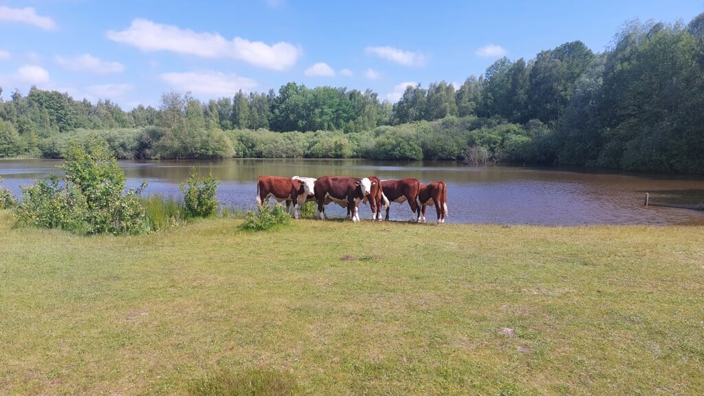 Kwintelooijen met Hereford koeien als grote grazers. (foto: Willy Hoorn)