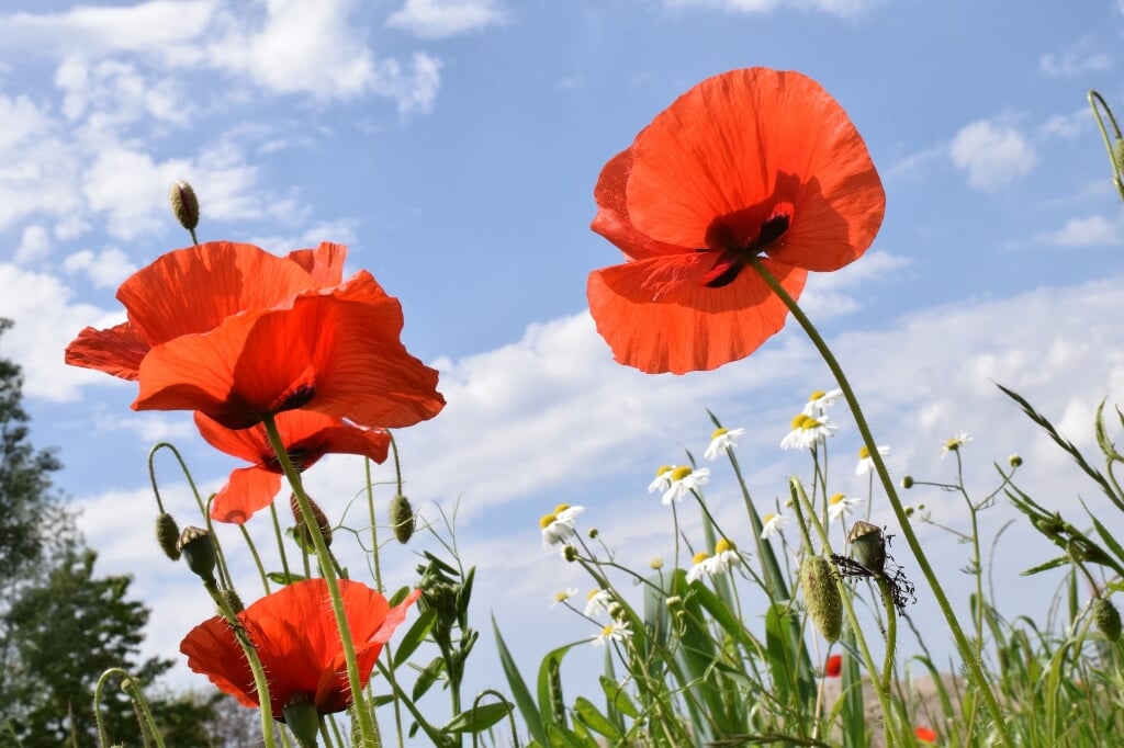 Poppy flowers. (foto: Ulleo via PIxabay)