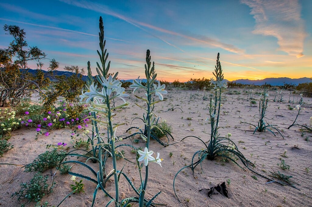 flowers in the desert. (stockfoto)