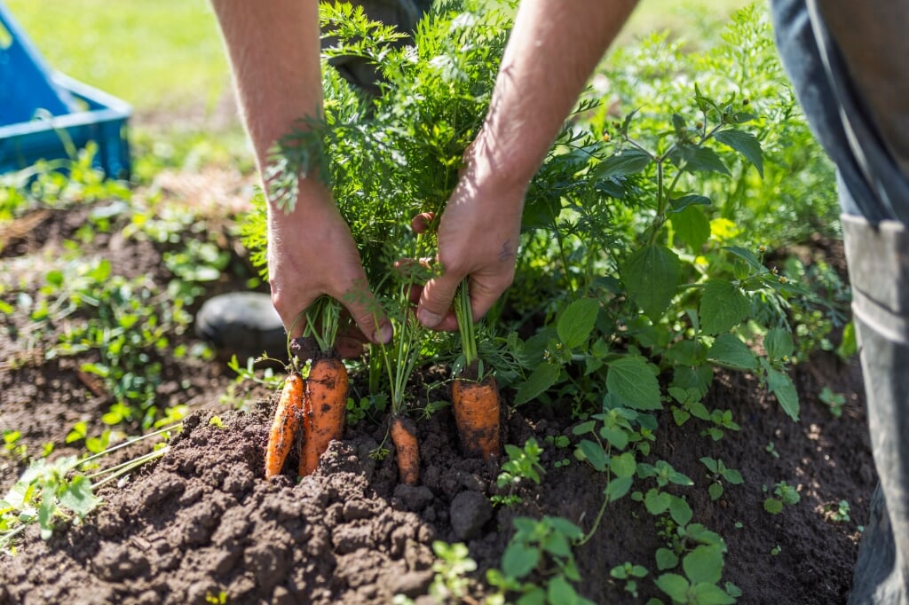 Een oogsters haalt de wortels vers uit de grond. (foto: Piers van der Torren)