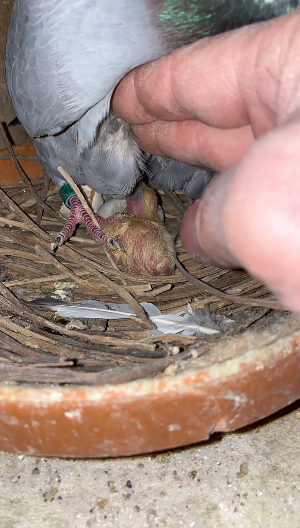 Jonge duif van twee dagen oud. (foto: Chantal Staal)
