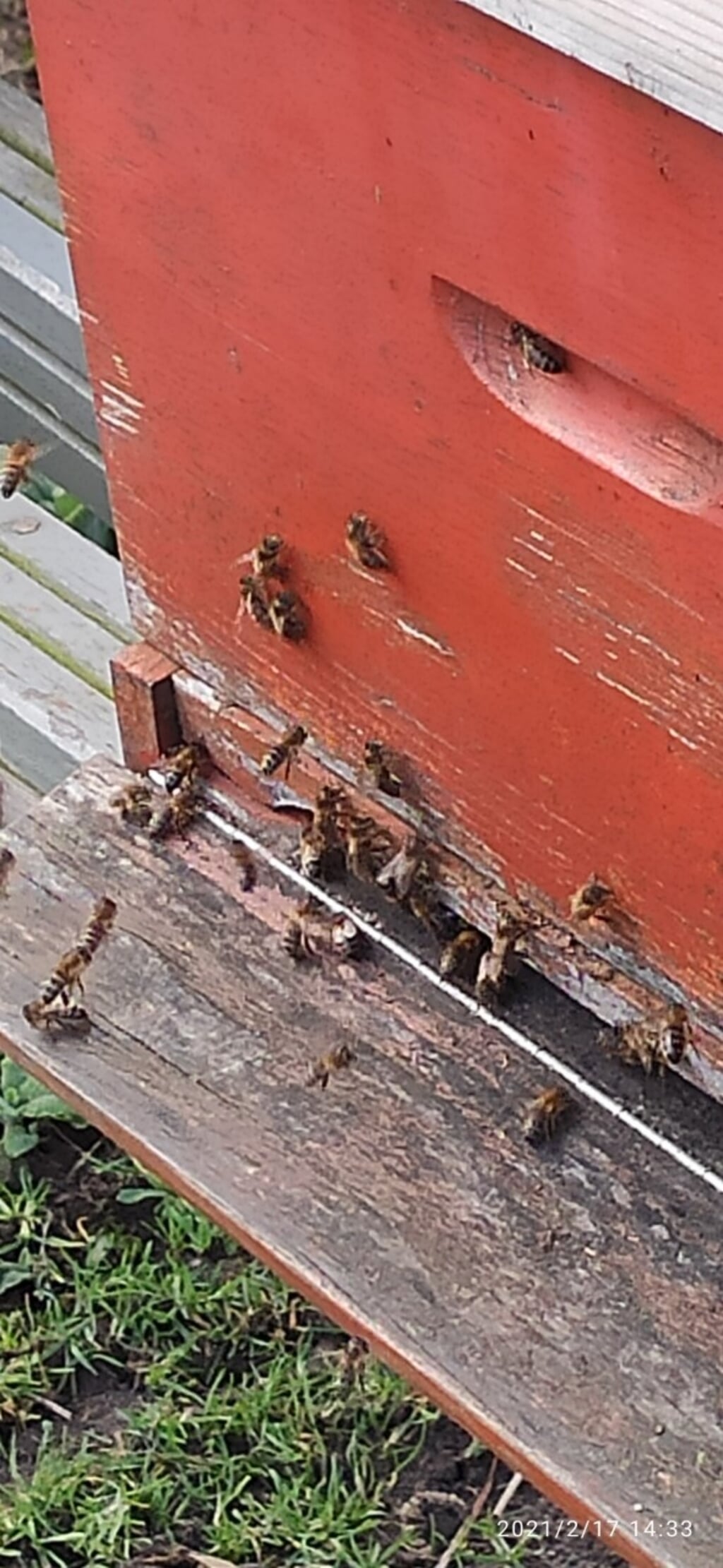 Bijen vliegen volop. (foto: Rob Moret)