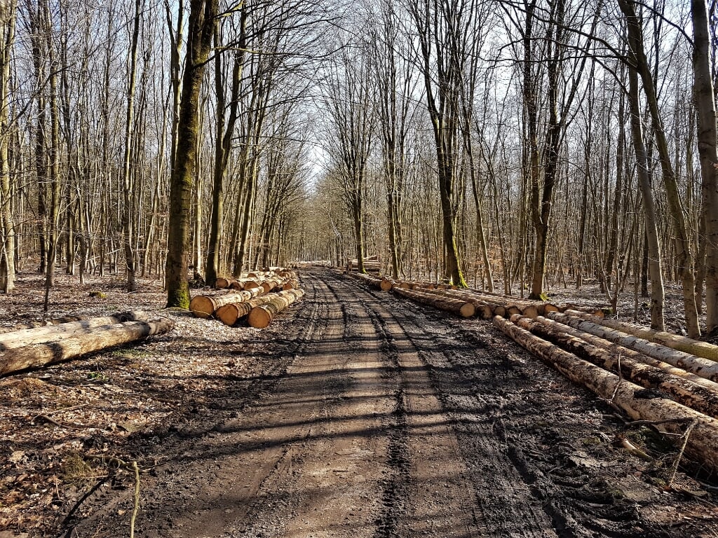Stilte in het Reichswald, weer geen bosbesjestocht. (foto: Sjaak Pouwels)