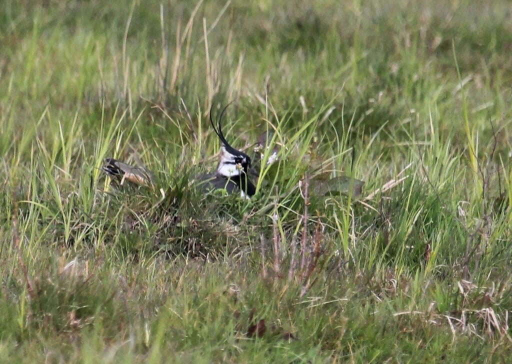 15 april Tollewaard. Broedende Kievit in kruidenrijk grasland. Staat de kuif recht overeind daar de vogel mij ziet? (foto: Henk van der Kooij)