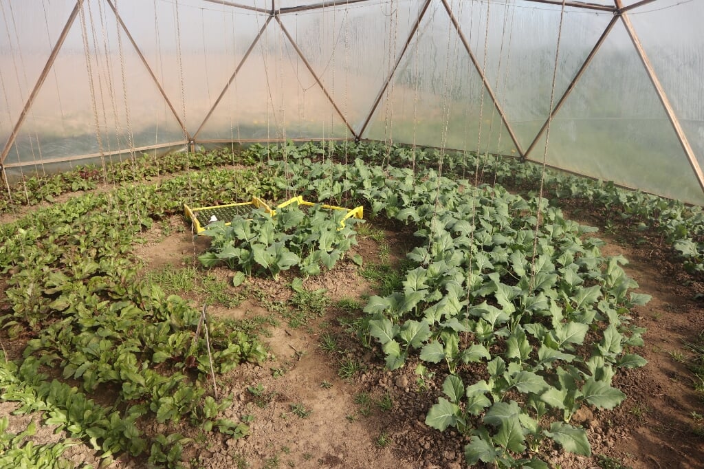 De groentes in de bijzondere ronde kas zijn bijna klaar voor de oogst. (foto: Vivian van der Torren)
