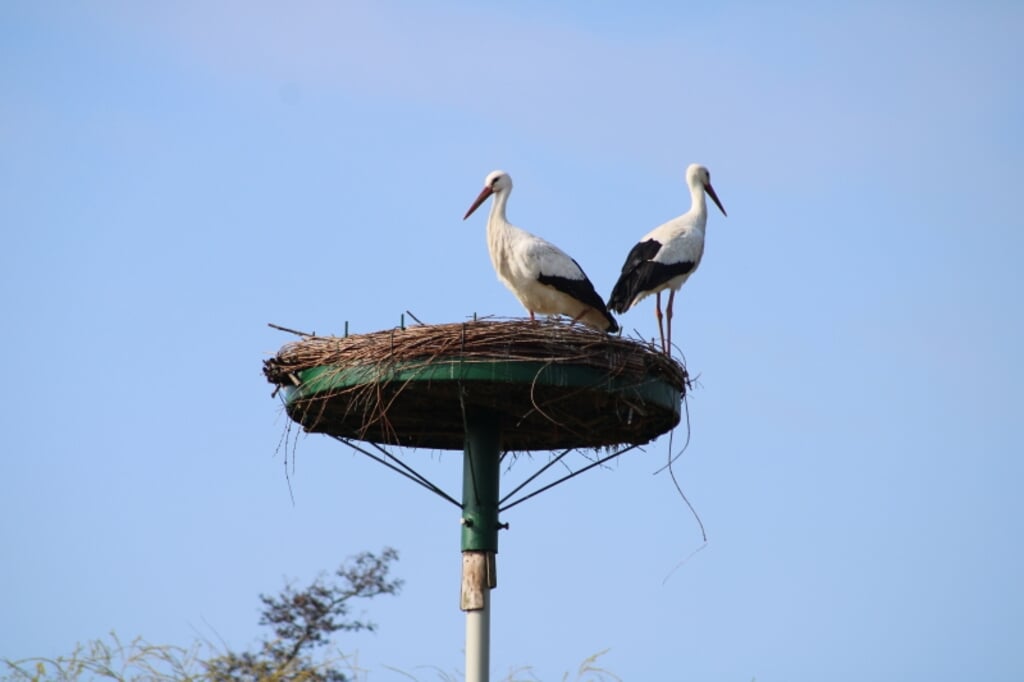 Ooievaars op nest in Kadans. (foto: H. Meesters)