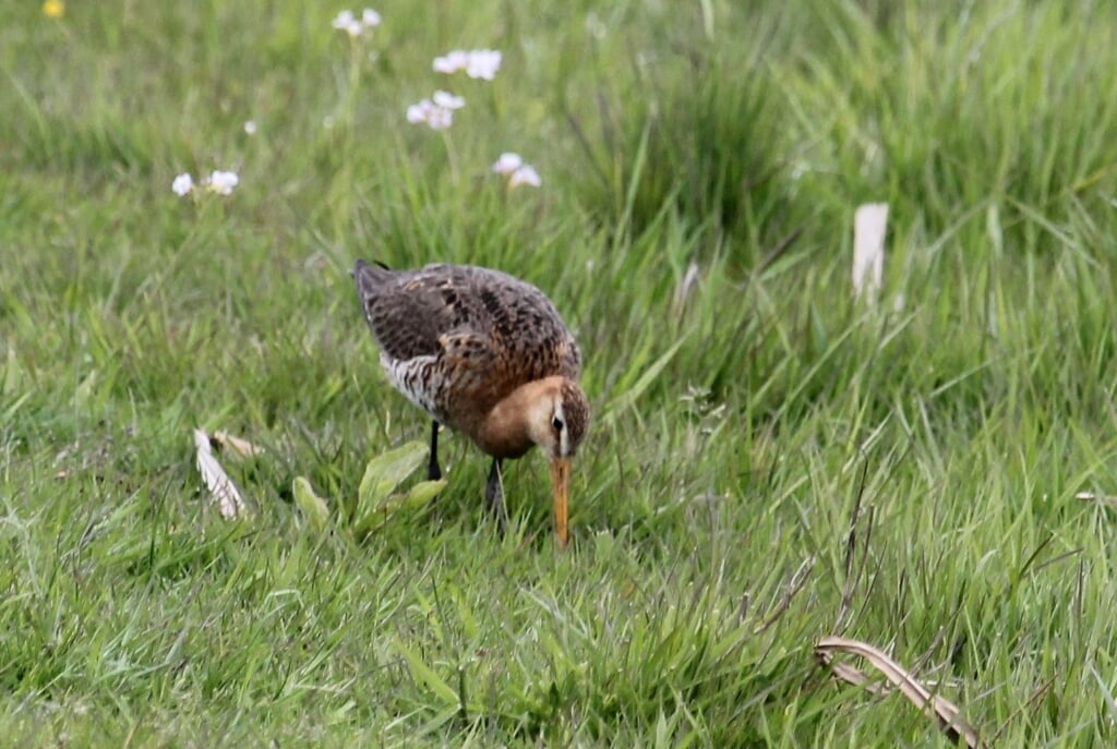 Links het beeld de Verrekijker. Rechts een naar voedsel borende Grutto in het weidevogelgebied het Eldikse Veld. (foto: Henk van der Kooij)