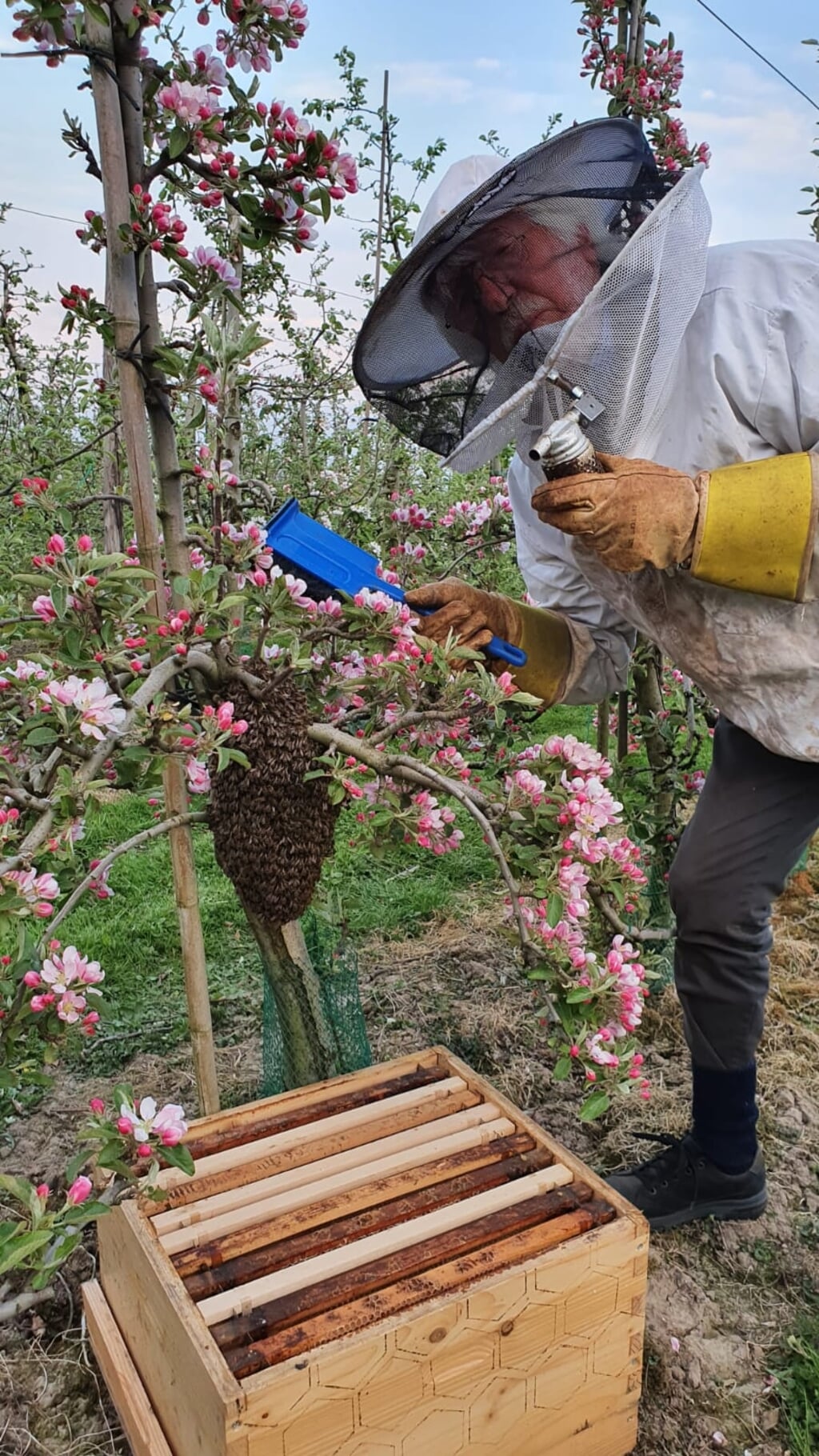 Voorzitter Rob Moret van 'Om en BIJ Rhenen' schept zwerm bijen. (foto: Robert van der Hoef)