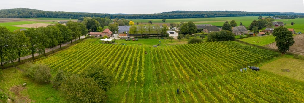 Wijngaard De Plack Panorama.