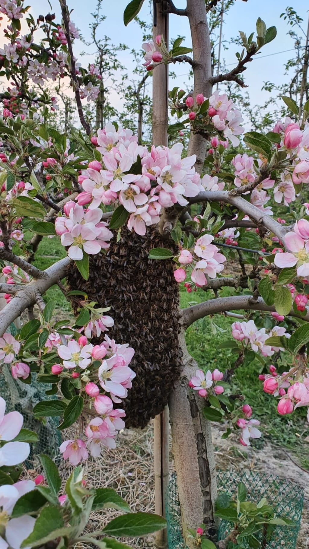 Zwerm bijen is uitgevlogen. (foto: Robert van der Hoef)