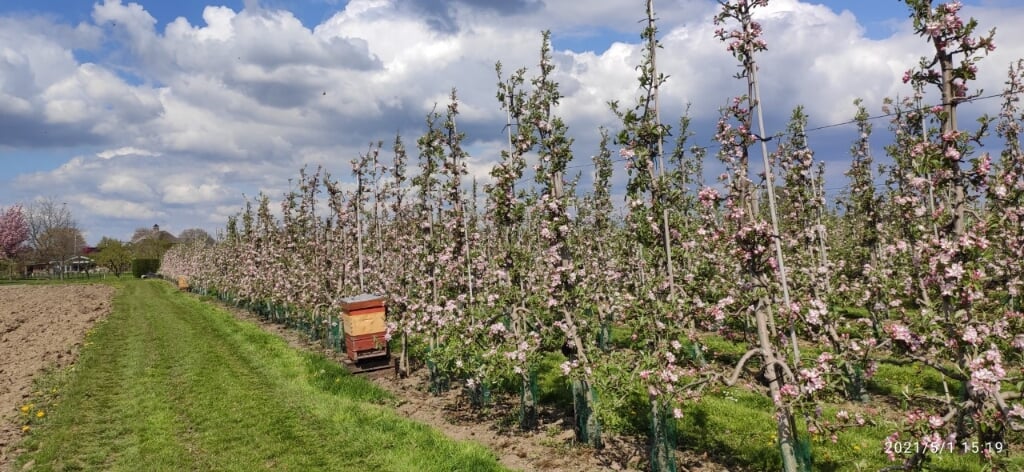 Imker vereniging Om en Bij Rhenen plaatst bijen kasten in bloeiende Betuwe. (foto: Rob Moret)