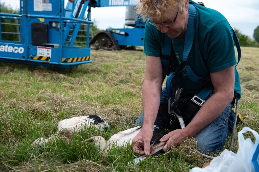 Jeroen Kuipers van de stichting Ooievaars Research & Knowhow meet de pootlengte van een jonge ooievaar. (foto: Suzan)