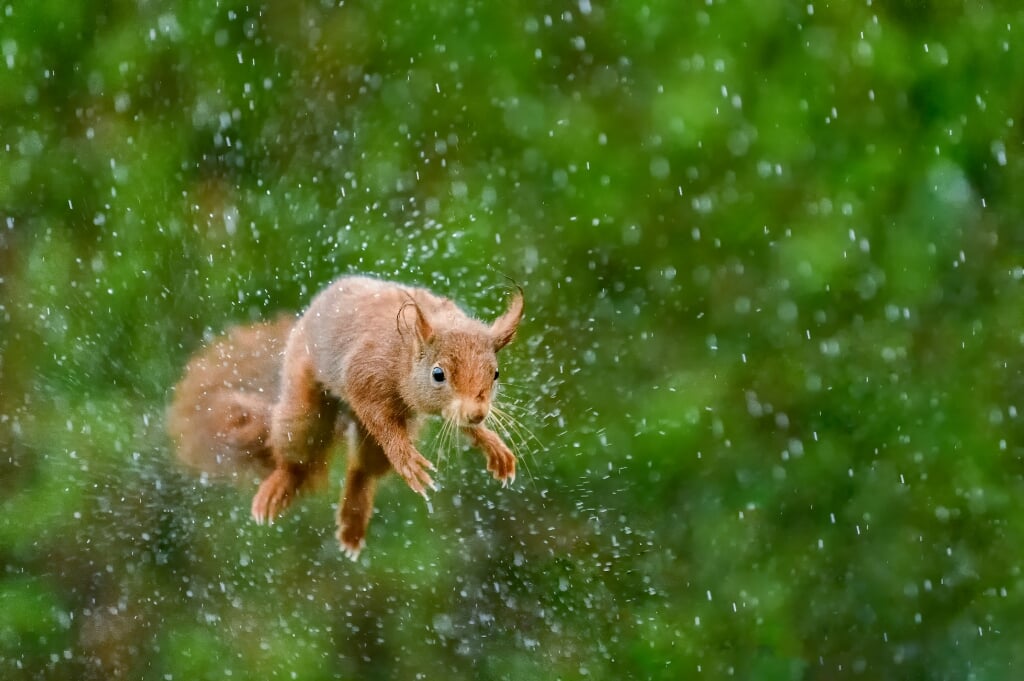 Een eekhoorn schudt tijdens een sprong in de stromende regen zijn vacht uit. (foto: Jeroen van Wijk voor Geldersch Landschap & Kasteelen)