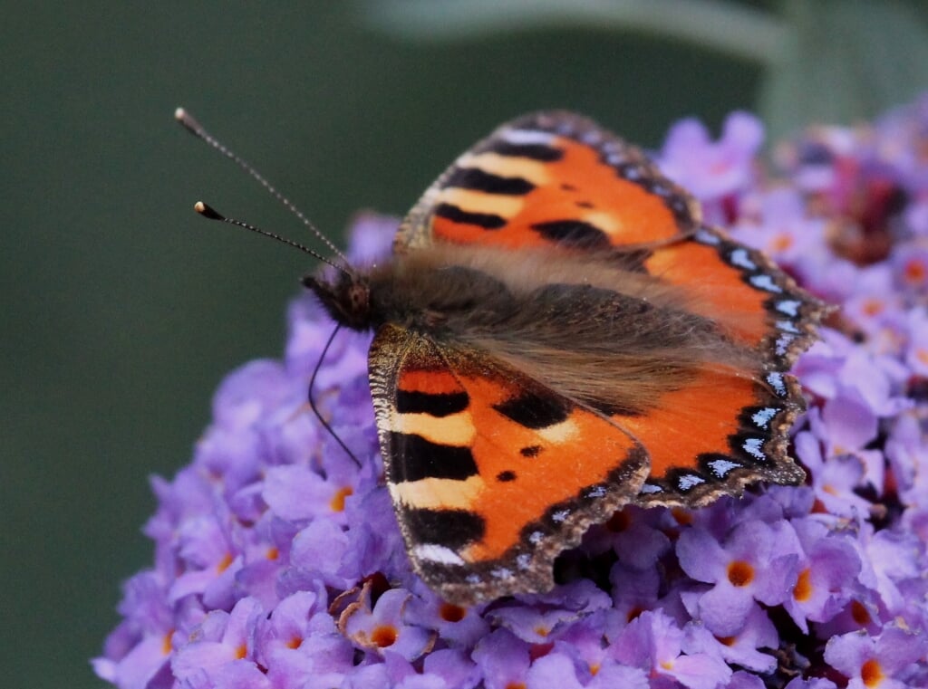 25 augustus Eldik. Kleurrijke Kleine Vos nectarborend op vlinderstruik Buddleja. (foto: Henk van der Kooij)
