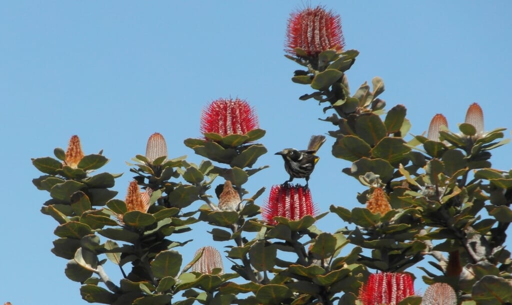 Banksia met New Holland Honeyeater. (foto: F. van Bussel)