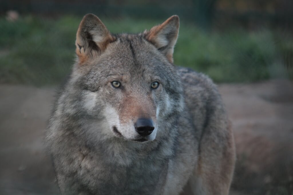 De terugkeer van de wolf: vloek of zegen? (Foto: Maaike Plomp) 