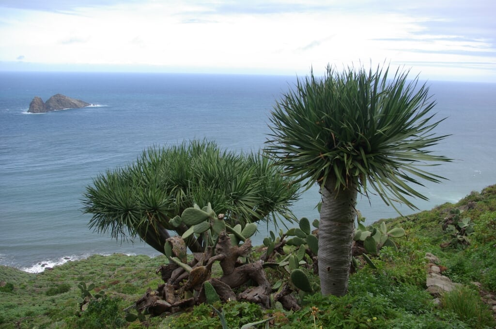 Natuur op Madeira. (foto: Henny van der Wilt)