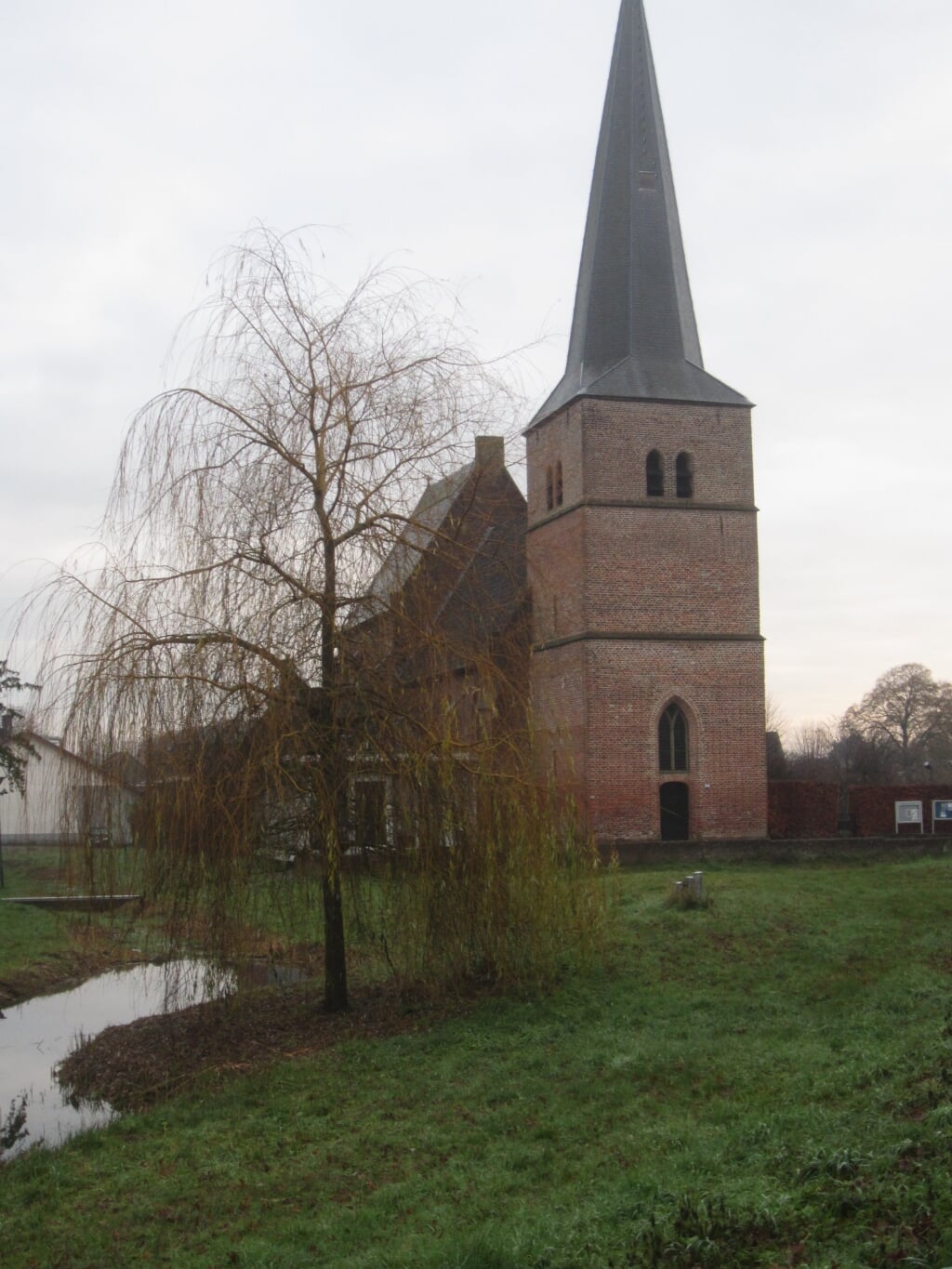 Treurwilg nabij de protestante kerk in Groesbeek. (foto: Gerrie Driessen)